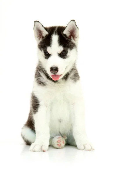 Adorable Siberian Husky Puppy White Background — Stock Photo, Image