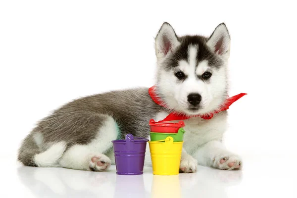 可敬的西伯利亚哈士奇小狗 白色背景上有五颜六色的小桶 — 图库照片