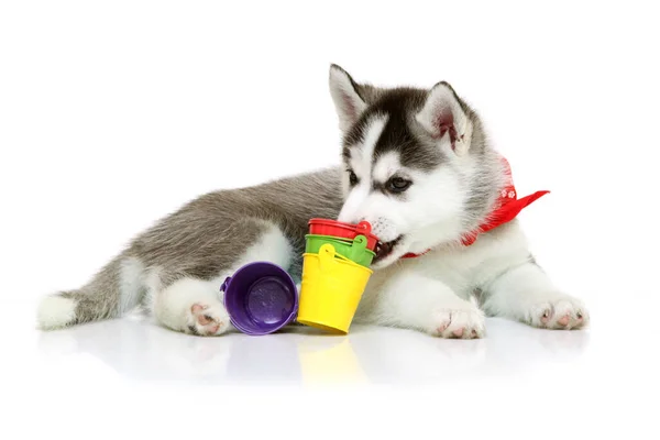 Adorable Cachorro Husky Siberiano Con Pequeños Cubos Colores Sobre Fondo — Foto de Stock