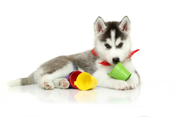 Adorabile Cucciolo Siberiano Husky Con Piccoli Secchi Colorati Sfondo Bianco — Foto Stock