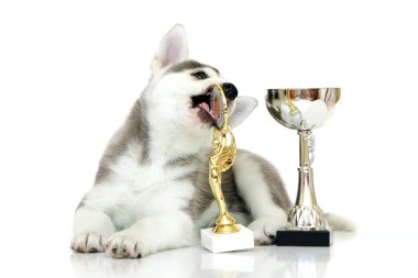 Beyaz arka planda ödülleri olan sevimli Sibirya Husky köpeği.