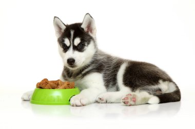 Beyaz arka planda köpek maması olan sevimli Sibirya Husky köpeği.