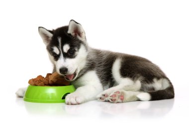 Beyaz arka planda köpek maması olan sevimli Sibirya Husky köpeği.