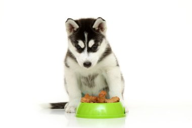 Beyaz arka planda köpek maması olan sevimli Sibirya Husky köpeği.