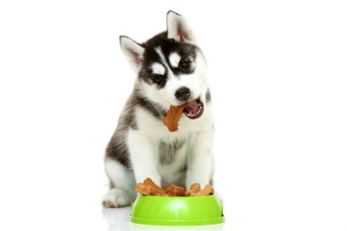 Beyaz arka planda köpek maması olan sevimli Sibirya Husky köpeği.