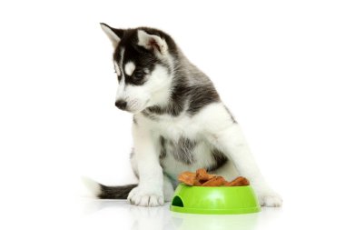 Beyaz arka planda köpek maması olan sevimli Sibirya Husky köpeği.