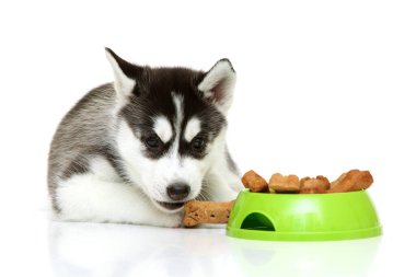 Beyaz arka planda köpek maması olan sevimli Sibirya Husky köpeği.