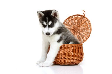 Beyaz arka planda hasır sepette sevimli Sibirya Husky köpeği.