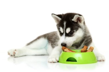 Beyaz arka planda köpek maması olan sevimli Sibirya Husky köpeği.