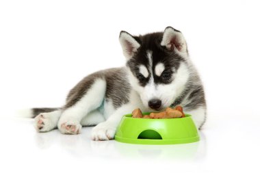 Beyaz arka planda köpek maması olan sevimli Sibirya Husky köpeği.