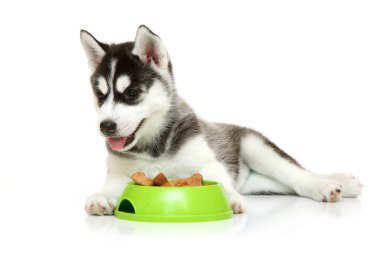Beyaz arka planda köpek maması olan sevimli Sibirya Husky köpeği.