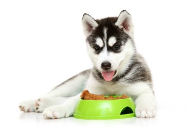 Beyaz arka planda köpek maması olan sevimli Sibirya Husky köpeği.