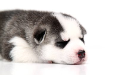 Beyaz arka planda sevimli Sibirya Husky köpeği