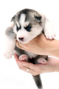 Beyaz arka planda sevimli Sibirya Husky köpek yavrusunu tutan eller