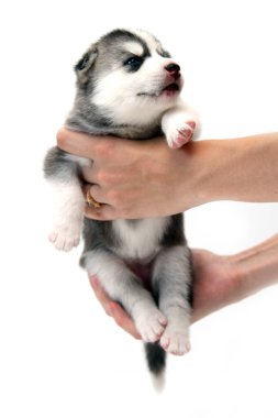 Beyaz arka planda sevimli Sibirya Husky köpek yavrusunu tutan eller