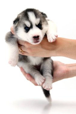 Beyaz arka planda sevimli Sibirya Husky köpek yavrusunu tutan eller