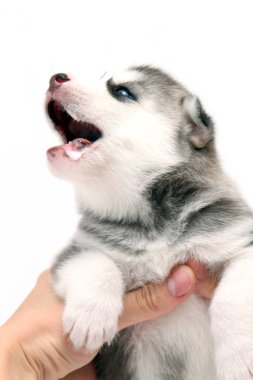 Beyaz arka planda sevimli Sibirya Husky köpek yavrusunu tutan eller