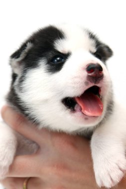 Beyaz arka planda sevimli Sibirya Husky köpek yavrusuyla el ele tutuşmak