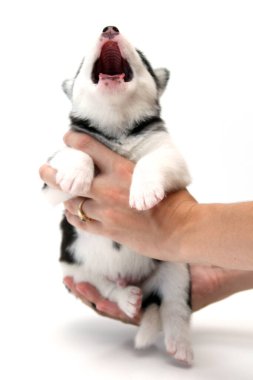 Beyaz arka planda sevimli Sibirya Husky köpek yavrusunu tutan eller