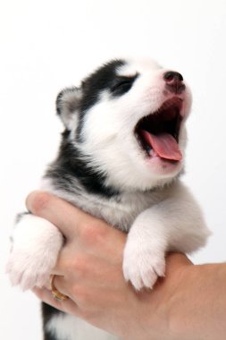 Beyaz arka planda sevimli Sibirya Husky köpek yavrusuyla el ele tutuşmak
