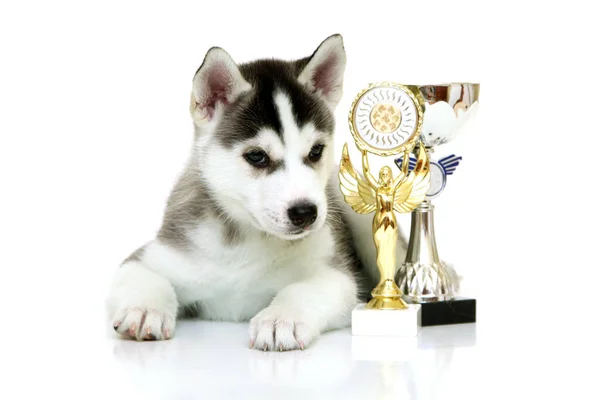 Adorable Cachorro Husky Siberiano Con Premios Sobre Fondo Blanco — Foto de Stock