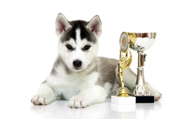 Schattige Siberische Husky Puppy Met Prijzen Witte Achtergrond — Stockfoto