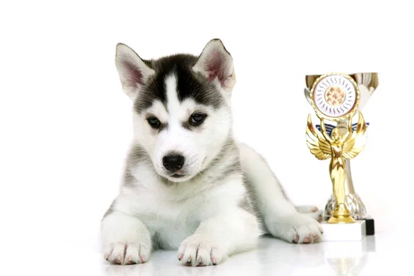 Adorable Cachorro Husky Siberiano Con Premios Sobre Fondo Blanco — Foto de Stock
