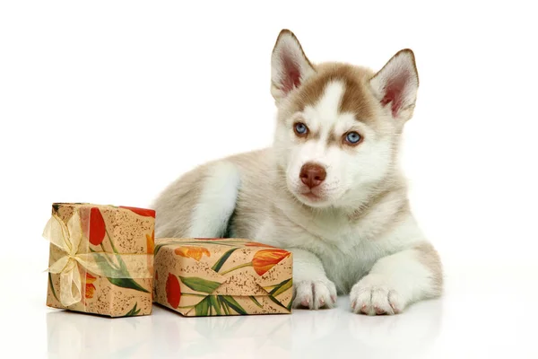 Entzückender Siberian Husky Welpe Mit Geschenken Auf Weißem Hintergrund — Stockfoto
