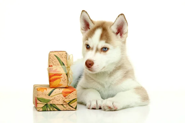 Adorável Cachorro Husky Siberiano Com Presentes Fundo Branco — Fotografia de Stock