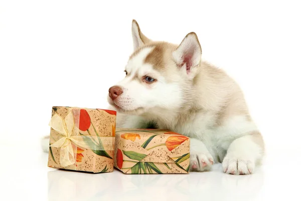 Adorável Cachorro Husky Siberiano Com Presentes Fundo Branco — Fotografia de Stock