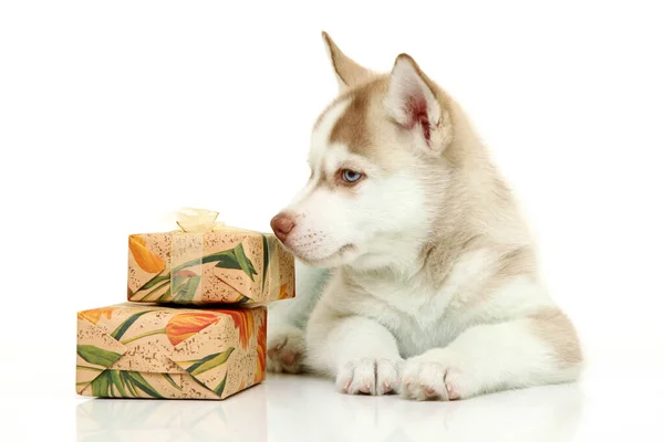 Adorável Cachorro Husky Siberiano Com Presentes Fundo Branco — Fotografia de Stock