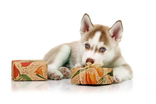 Adorável Cachorro Husky Siberiano Com Presentes Fundo Branco — Fotografia de Stock