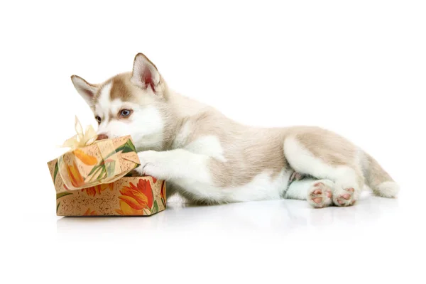 배경에 선물을 스러운 시베리아 강아지 — 스톡 사진