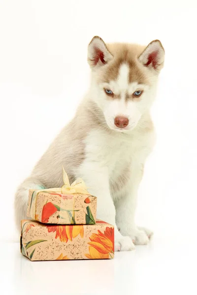 Entzückender Siberian Husky Welpe Mit Geschenken Auf Weißem Hintergrund — Stockfoto