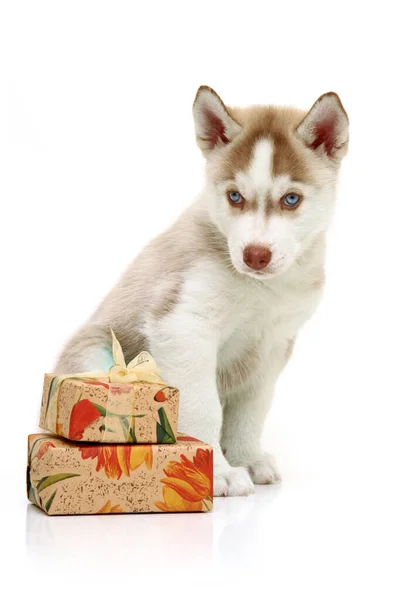 Entzückender Siberian Husky Welpe Mit Geschenken Auf Weißem Hintergrund — Stockfoto