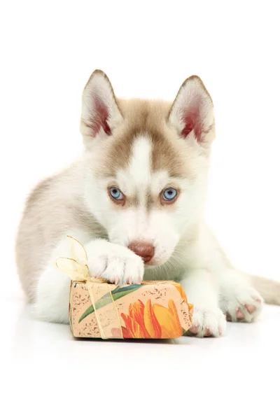 Adorable Cachorro Husky Siberiano Con Regalos Sobre Fondo Blanco —  Fotos de Stock