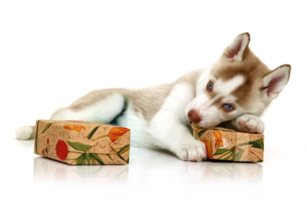 Adorable Cachorro Husky Siberiano Con Regalos Sobre Fondo Blanco —  Fotos de Stock