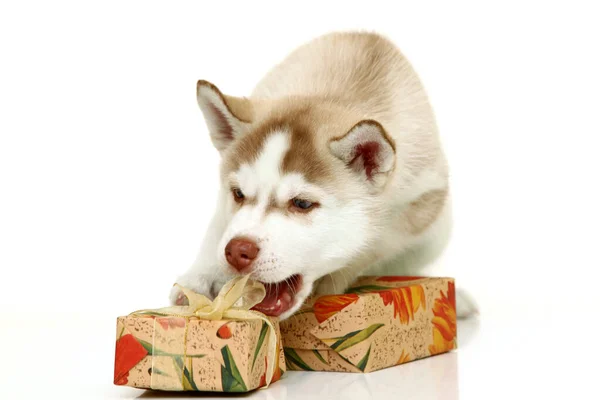 Entzückender Siberian Husky Welpe Mit Geschenken Auf Weißem Hintergrund — Stockfoto