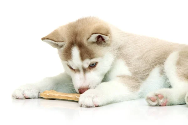 愛らしいシベリアハスキー子犬ともに骨上の白い背景 — ストック写真