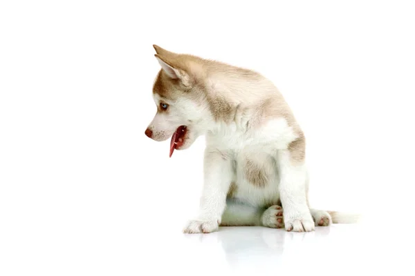 Adorável Siberian Husky Filhote Cachorro Fundo Branco — Fotografia de Stock