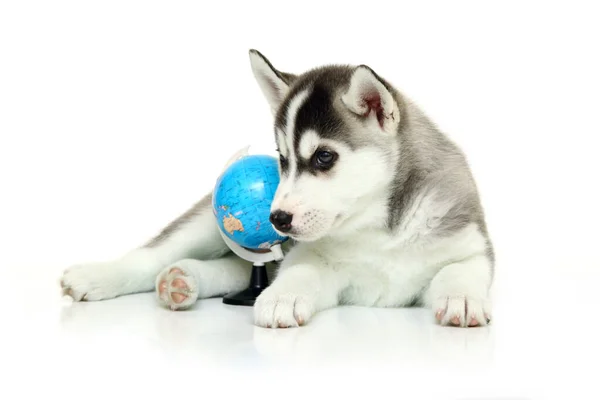 Schattige Siberische Husky Puppy Met Wereldbol Witte Achtergrond — Stockfoto