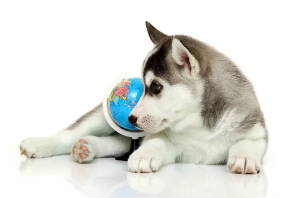 Adorable Siberian Husky Puppy Globe White Background — Stock Photo, Image