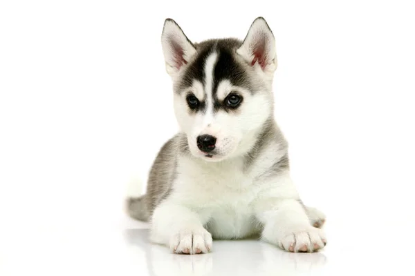 Schattige Siberische Husky Puppy Witte Achtergrond — Stockfoto