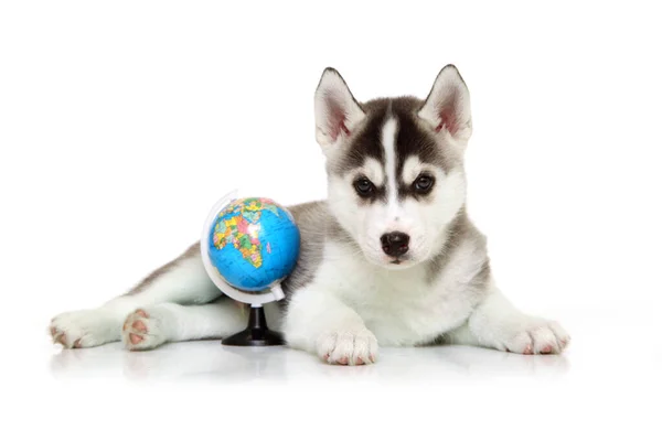 愛らしいですシベリアハスキー子犬とともに地球上の白い背景 — ストック写真