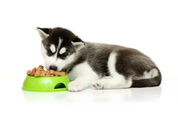 Adorable Siberian Husky Puppy Dog Food White Background — Stock Photo, Image