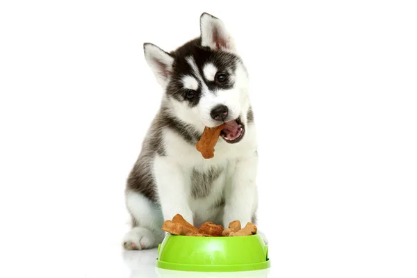 愛らしいシベリアハスキー子犬ともに犬の食べ物上の白い背景 — ストック写真