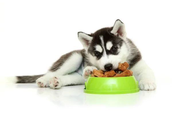 배경에 먹이를 스러운 시베리아 강아지 — 스톡 사진