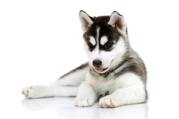 愛らしいシベリアハスキー子犬上の白い背景 — ストック写真