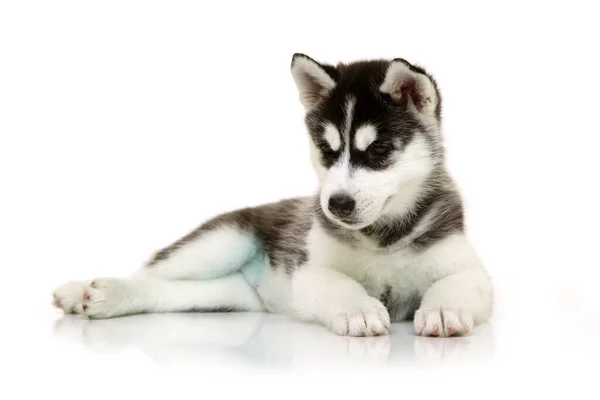 愛らしいシベリアハスキー子犬上の白い背景 — ストック写真