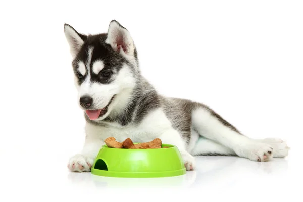 愛らしいシベリアハスキー子犬ともに犬の食べ物上の白い背景 — ストック写真